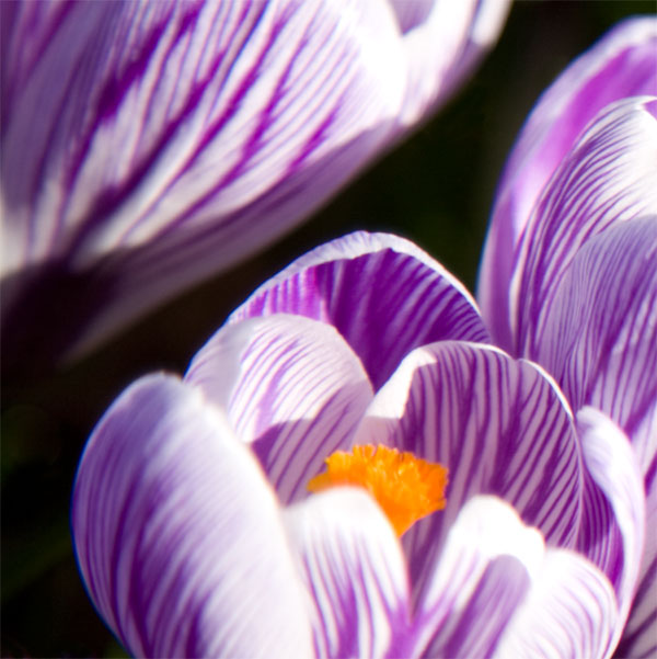 Purple springtime
