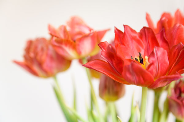 Whithering tulips