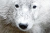 Knut - the polar bear
