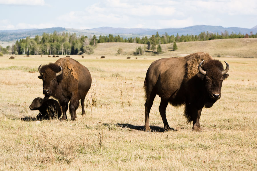Grand Teton National Park - Bisons