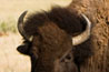 Grand Teton National Park - Bisons