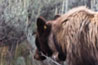 Grand Teton National Park - Bear