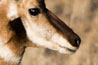 Antelope Island - Antelope