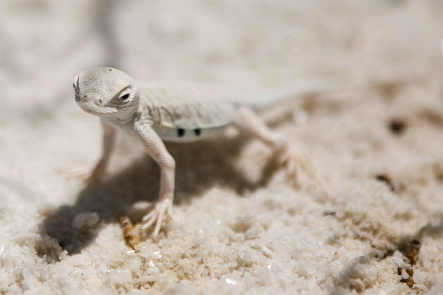 Lizard, White Sands, New Mexico