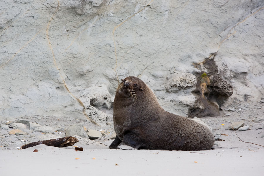 Seal posing in front of fossils at Fossil Point