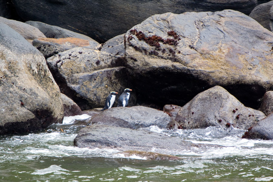 Fiordland crested penguins, Milford Sound