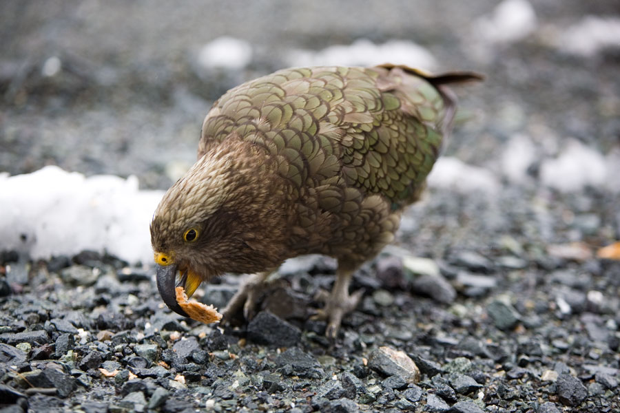 Kaka bird, Milford Sound