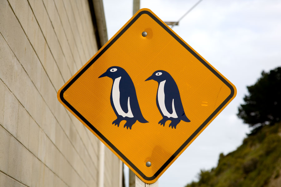 Penguins crossing