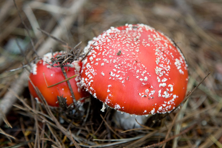 Smurf fungi