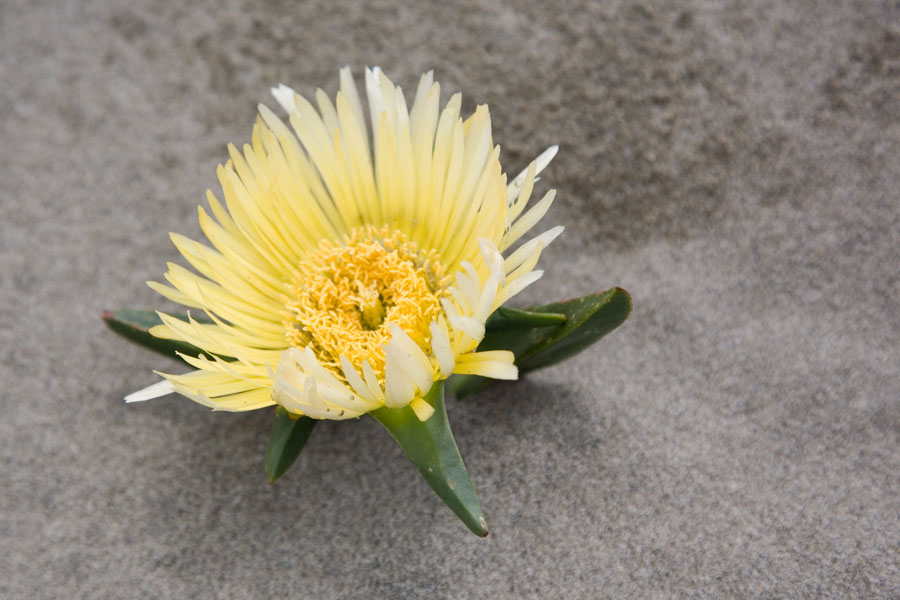 Sand flower