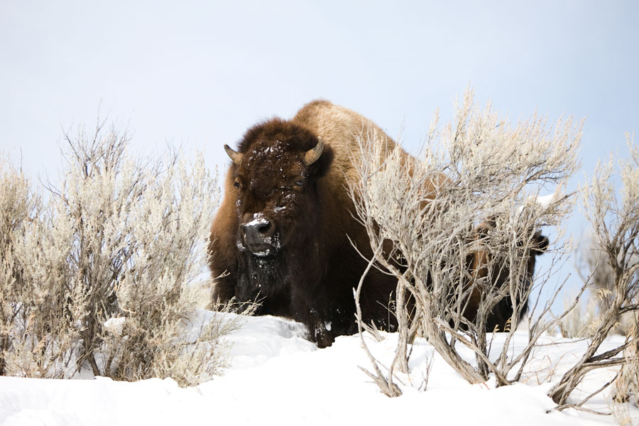 Snow bison