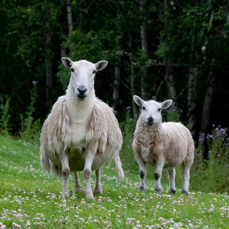 Double sheep