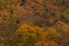 Nikko, Japan - Autumn colors