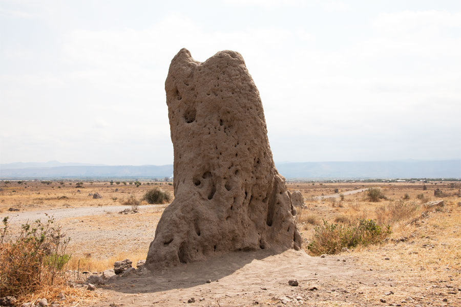 Termite mound - Home sweet home
