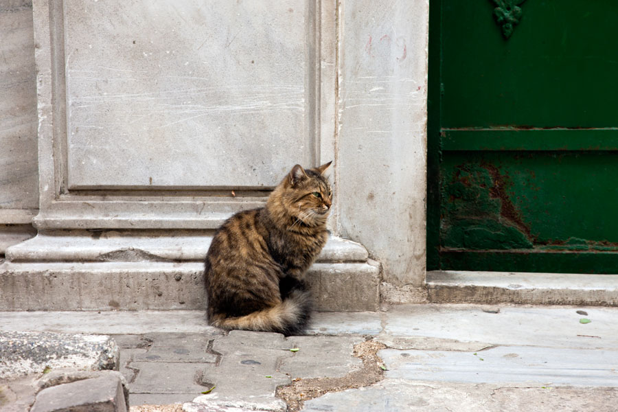 Gatekeeper - Cats in Istanbul I