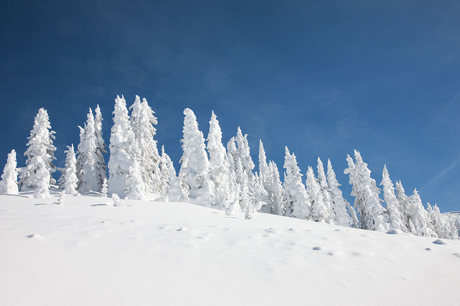 Canada - Revelstoke - Snow trees