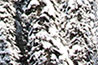 Canada - Revelstoke - Snow trees II