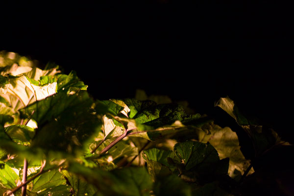 Night leafs