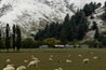 Sheep in half winter half spring scenery
