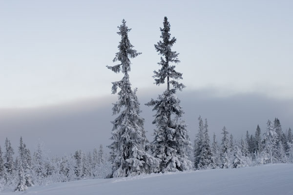 Trees in Trysil (Norway)