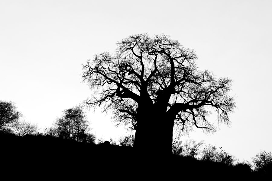Baobab silhouette