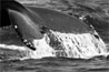 Iceland - Sperm whale