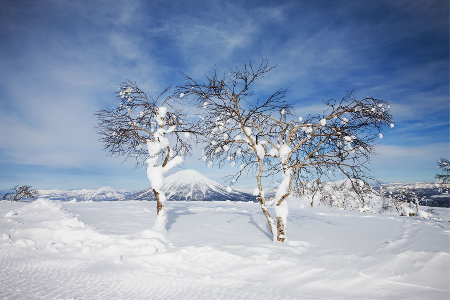 Japan - Rusutsu - snow fairy